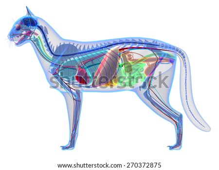 Cat Internal Organs Anatomy Stock Illustration 270372875 - Shutterstock