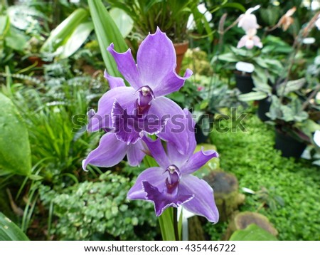  HOA GIEO TỨ TUYỆT - Page 63 Stock-photo-aganisia-cyanea-orchid-435446722