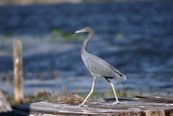 Shutterstock Photo by Shannon Carnevale, Little blue heron (Egretta caerulea) walking across a dock in Florida.