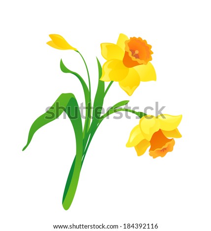 Daffodil clip art Free Vector / 4Vector