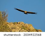 Griffon Vulture  Gyps Fulvus  ...