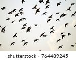 starlings  sturnus vulgaris  ... | Shutterstock . vector #764489245
