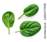 Spinach Leaves  Isolated On...