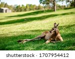 Kangaroos And Wallabies At The...