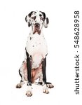 Dog, Great Dane Free Stock Photo - Public Domain Pictures