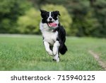 Black and white border collie running on the green grass