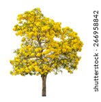 Tree Full Of Yellow Flower...