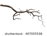 Dead Tree Branch Isolated On...