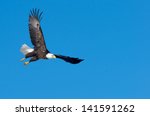 Bald Eagle at Crex Meadows Wildlife Area