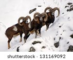 European mouflons in the snow
