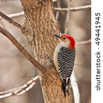 Red Bellied Woodpecker ...