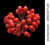 Small photo of Wild root ginseng with red berries. Medicinal plant ginseng isolated on black background(Panax ginseng).