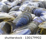 Shells Of Mussels   Mytilidae