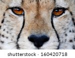 Close Up Of A Cheetah Wild Cat...