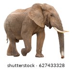 Large african elephant isolated ...