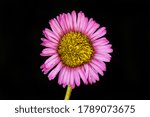 Single Erigeron Flower Isolated ...