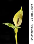 Arum Maculatum Flower And...