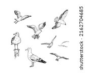 Set Of Hand Drawn Seagulls....