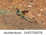 Western Collared Lizard  Sedona ...