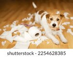 Small photo of Funny, active naughty pet dog after biting, chewing a toilet paper at home. Dog separation, puppy training background.