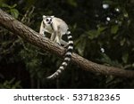 Lemur In Their Natural Habitat  ...