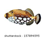 Clown Trigger Fish Isolated On...