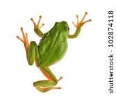 Tree Frog Isolated On White