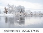 Alone white swan swim in the winter lake water in sunrise time. Frosty snowy trees on background. Animal photography