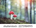 Small photo of Two fly agaric (Amanita muscari) red-headed hallucinogenic toxic mushroom in spring forest close up
