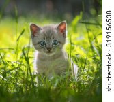 Kitten On Grass Close Up
