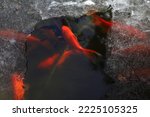 Frozen pond with red fishes