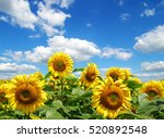 Sunflower Field Over Cloudy...