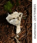 Small photo of Green mushroom Aniseed toadstool Clitocybe odora in nature