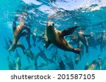The Californian sea lions of Mexico's Baja California