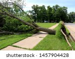 Wind storm uprooted a tree and laid it over a sidewalk
