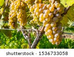 Close-up of Ripen Riesling White Wine Grapes Ready for Harvesting