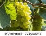 Bunches of Chardonnay Grapes Hanging from the Vine Back Lit