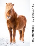 Small photo of The Icelandic horse is a breed of horse developed in Iceland. Although the horses are small, at times pony-sized, most registries for the Icelandic refer to it as a horse. Icelandic horses are long-li