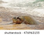 Sea Turtle Coming Out Of The Sea