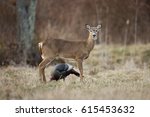 A White Tailed Deer And A Wild...