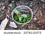 Small photo of Sprout of annual rhododendron aureate in the garden in the open field. Growing exotic plants from seeds. Russia. North Karelia