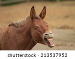 Small photo of A chestnut hinny (a mix between a horse and a donkey) yawning
