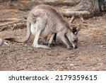 Female Eastern Grey Kangaroo...