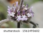 Marrubium vulgare white or common horehound in this case with purple flowers and intense smell natural light