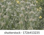 Marrubium vulgare white or common horehound ash green plant with small yellowish white flowers light by flash