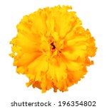 One Orange  Flower Of Marigold. ...