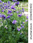 Small photo of Polemonium caeruleum, known as Jacob's-ladder or Greek valerian, is a hardy perennial flowering plant. The plant was used as a medicinal herb in ancient Greece.