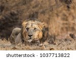 Small photo of A male Asiatic Lion (Panthera leo persica) crouched down, against a blurred natural dry forest background, Gir forest, Gujarat, India