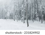 Classic winter scene in the forest with heavy snow covering the trees