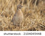 Wild common quail  coturnix...